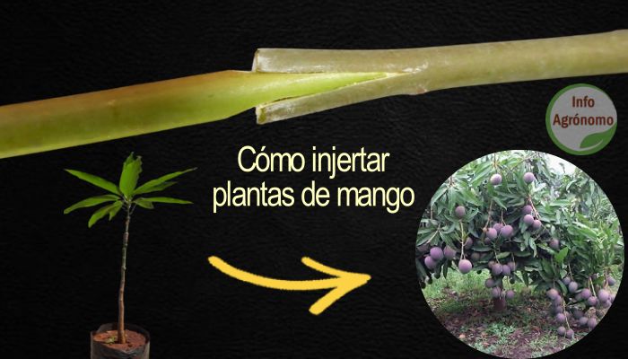 Cómo realizar un injerto en un árbol de mango paso a paso