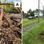 Cómo realizar una poda adecuada en plantas de lúpulo