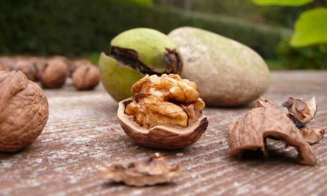 Cómo recolectar nueces de hickory de forma efectiva
