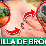 Cómo recolectar semillas de brócoli en tu propio jardín