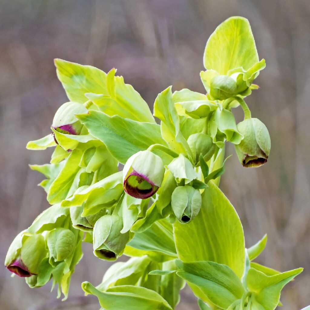 Cómo recolectar semillas de helleboros de forma adecuada