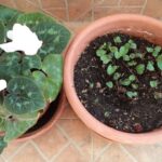 Cómo recolectar semillas de plantas de ciclamen
