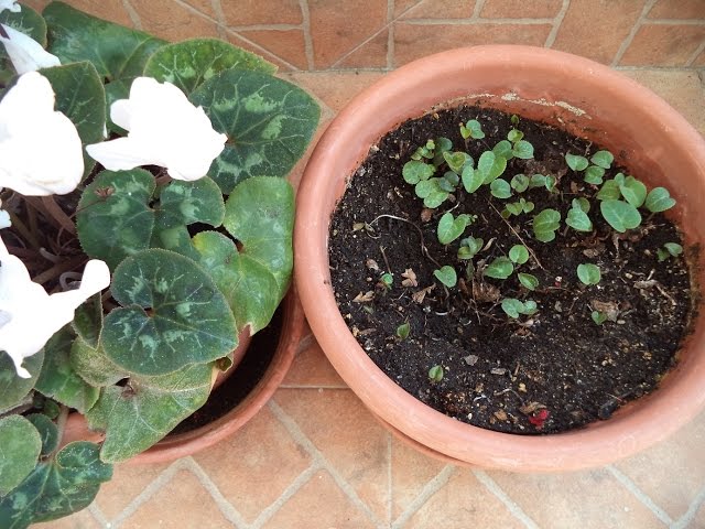 Cómo recolectar semillas de plantas de ciclamen