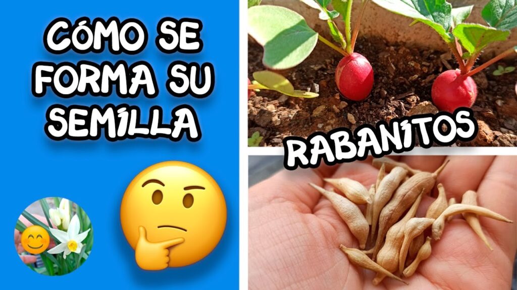 Cómo recolectar semillas de rábano de forma adecuada