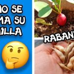 Cómo recolectar semillas de rábano de forma adecuada