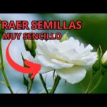 Cómo recolectar semillas de rosa de forma efectiva