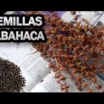 Cómo recolectar y almacenar semillas de albahaca