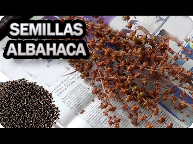 Cómo recolectar y almacenar semillas de albahaca