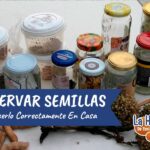 Cómo recolectar y almacenar semillas de cosmos de forma efectiva
