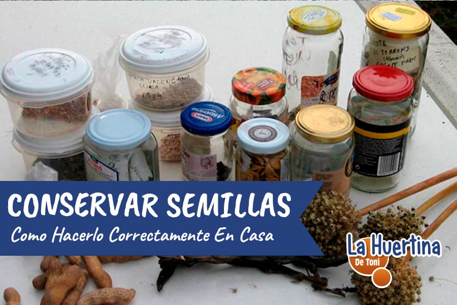 Cómo recolectar y almacenar semillas de cosmos de forma efectiva