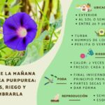Cómo recolectar y almacenar semillas de gloria de la mañana