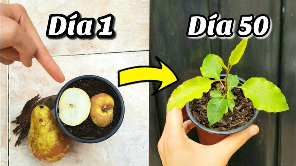 Cómo recolectar y almacenar semillas de pera