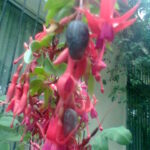 Cómo recolectar y conservar semillas de fucsia