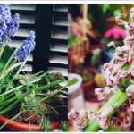 Cómo recolectar y cultivar semillas de jacinto