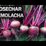 Cómo recolectar y cultivar semillas de remolacha con éxito