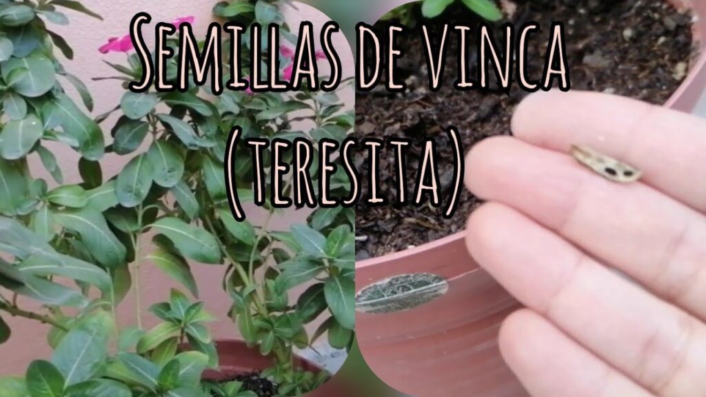 Cómo recolectar y germinar semillas de vinca anual