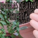 Cómo recolectar y germinar semillas de vinca anual