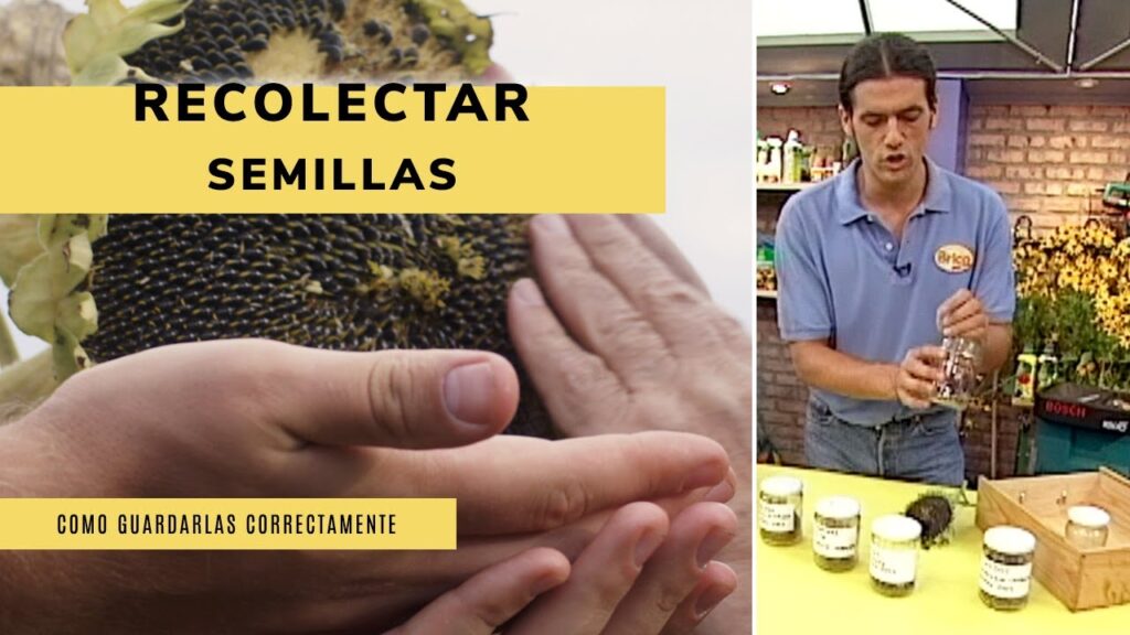 Cómo recolectar y guardar semillas de dedalera