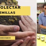 Cómo recolectar y guardar semillas de dedalera