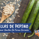 Cómo recolectar y guardar semillas de pepino correctamente