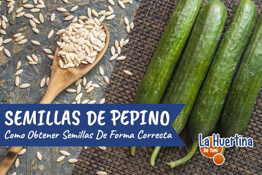 Cómo recolectar y guardar semillas de pepino correctamente