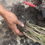 Cómo recolectar y plantar semillas de Palma Cola de Zorro