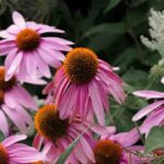 Cómo recolectar y procesar semillas, raíces y flores de equinácea