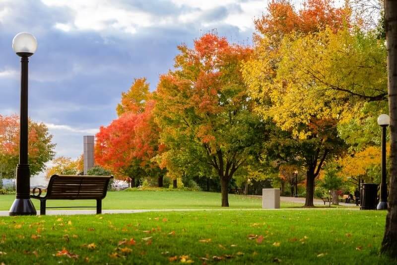 Cómo reconocer arbustos de hoja caduca en el jardín