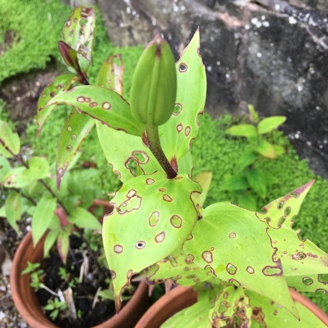 Cómo reconocer enfermedades en las plantas de Bergenia