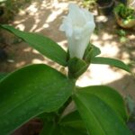 Cómo reconocer malas hierbas con flores blancas en el jardín