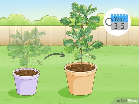 Cómo regar los árboles de higo para un buen crecimiento