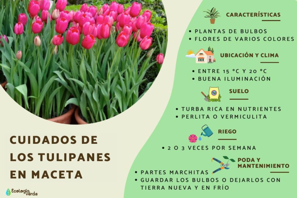 Cómo regar los bulbos de tulipán adecuadamente