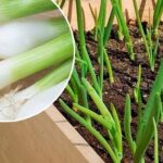 Cómo regenerar cebollinos: Cultivar cebollinos sin suelo
