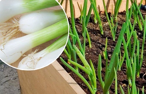 Cómo regenerar cebollinos: Cultivar cebollinos sin suelo