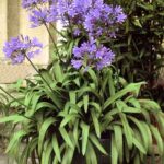 Cómo remediar enfermedades en Agapanthus en el jardín