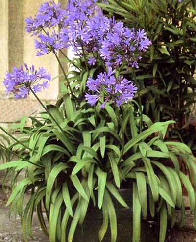 Cómo remediar enfermedades en Agapanthus en el jardín