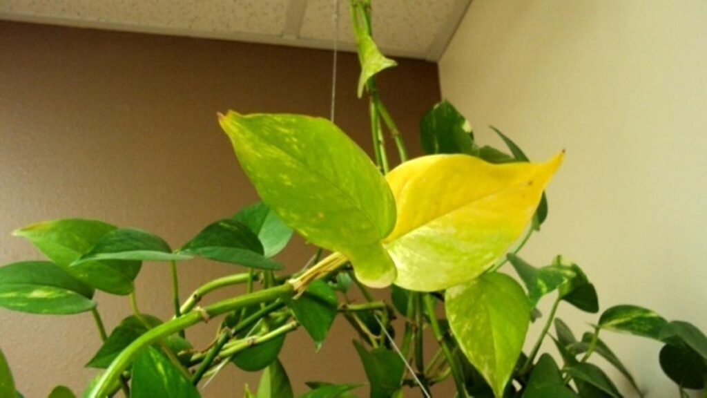 Cómo remediar hojas amarillas en enredaderas de manera efectiva