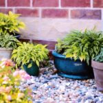 Cómo renovar tu jardín eliminando plantas existentes