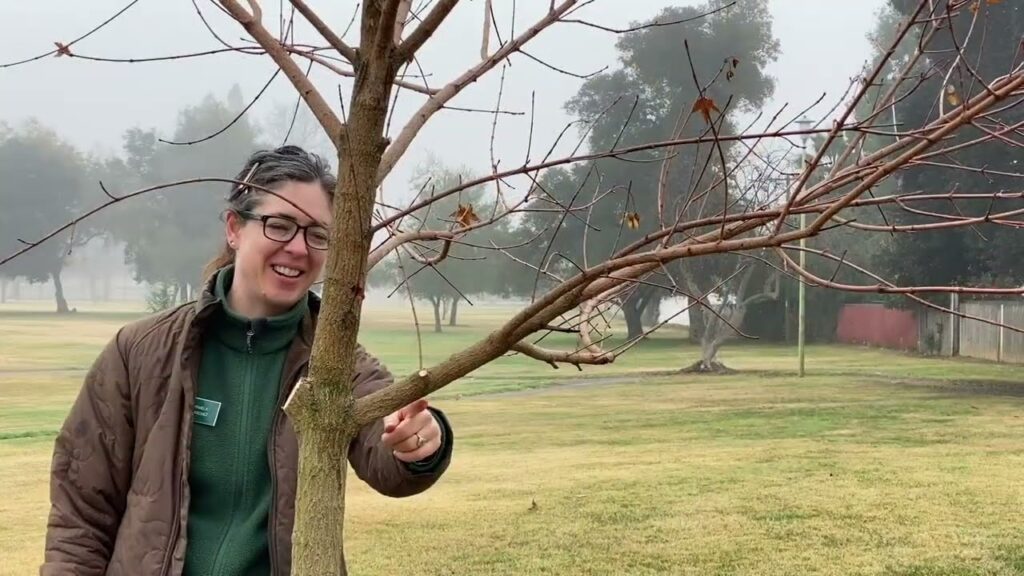 Cómo reparar daños en la corteza de árboles jóvenes