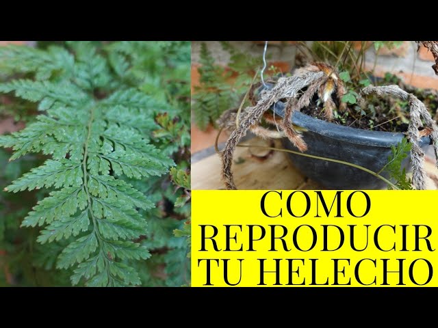 Cómo replantar helechos pata de conejo correctamente