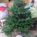Cómo replantar un árbol de Navidad cortado en tu jardín