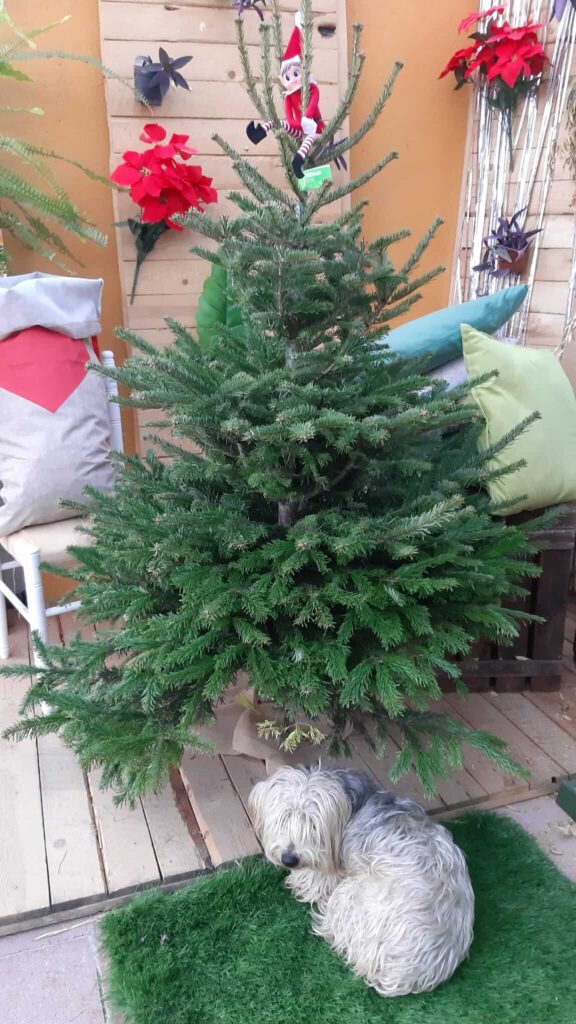 Cómo replantar un árbol de Navidad cortado en tu jardín