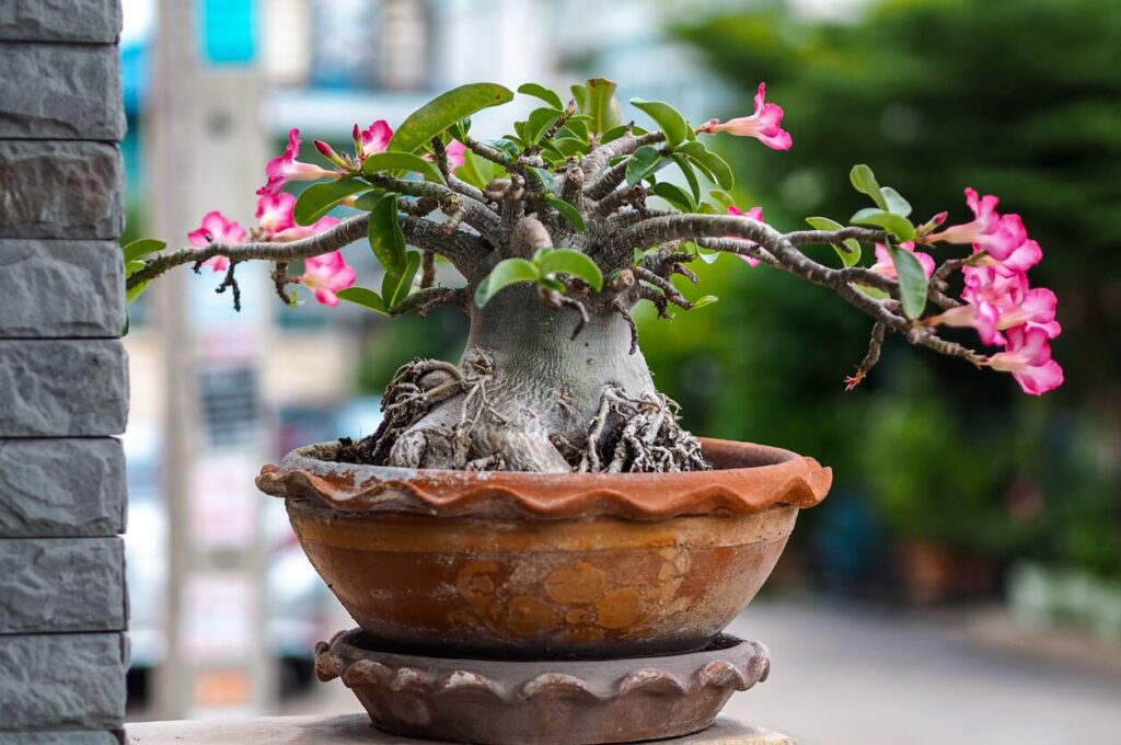 Cómo replantar una Desert Rose de manera adecuada