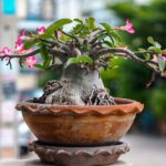 Cómo replantar una Desert Rose de manera adecuada