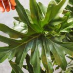 Cómo repotar un Philodendron árbol correctamente