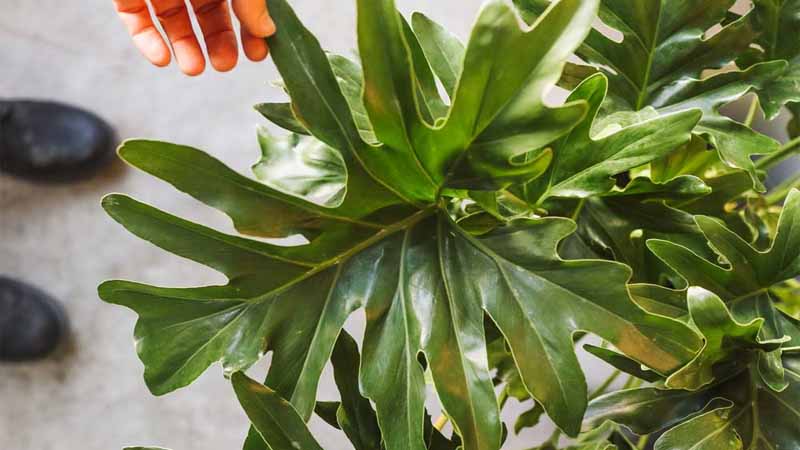 Cómo repotar un Philodendron árbol correctamente