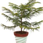 Cómo repotear un Norfolk Island Pine con éxito