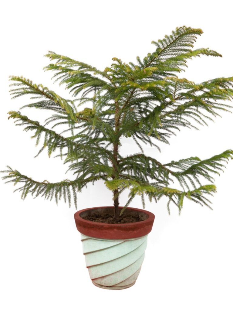 Cómo repotear un Norfolk Island Pine con éxito