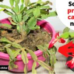 Cómo rescatar un cactus de Navidad con exceso de agua