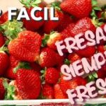 Cómo resguardar las fresas del frío para evitar que se dañen